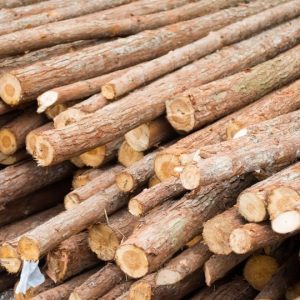 Top 5 loại gỗ sản xuất plywood phổ biến tại Việt Nam